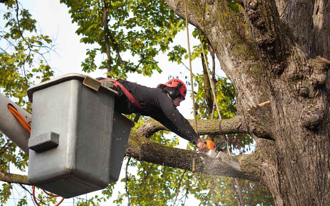 Workers’ Comp for Tree Service Companies: What Business Owners Should Review