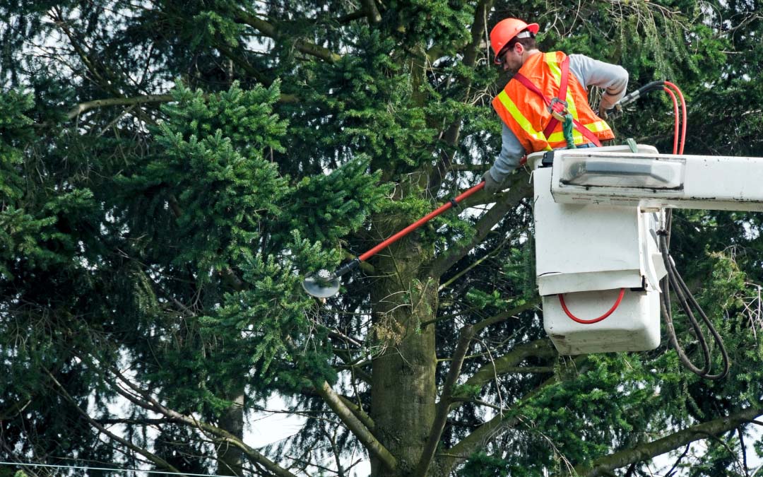 Essential Insurance Coverage Options for Tree Trimmers in Dowagiac, MI and Surrounding Areas